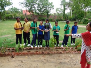 Tree Plantation
