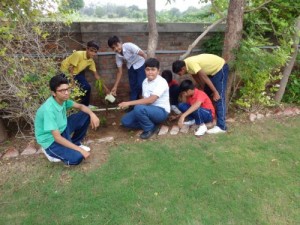 Tree Plantation