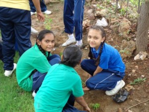 Tree Plantation