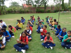 Tree Plantation