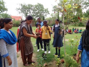 Tree Plantation
