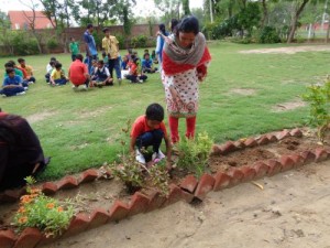Tree Plantation