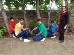 Tree Plantation