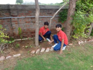 Tree Plantation